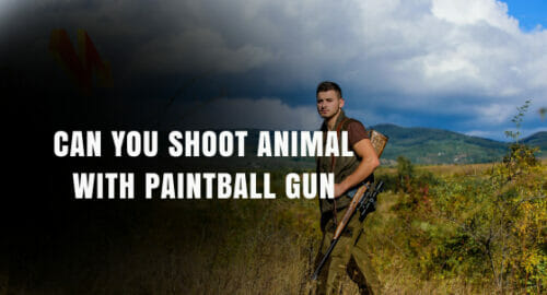 Can you shoot animal with paintball gun