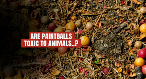 Are Paintballs Toxic To Animals